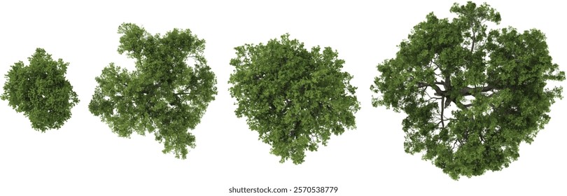 Collection of Quercus plants on transparent background from the top view