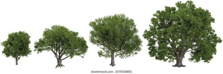 Collection of Quercus plants on transparent background