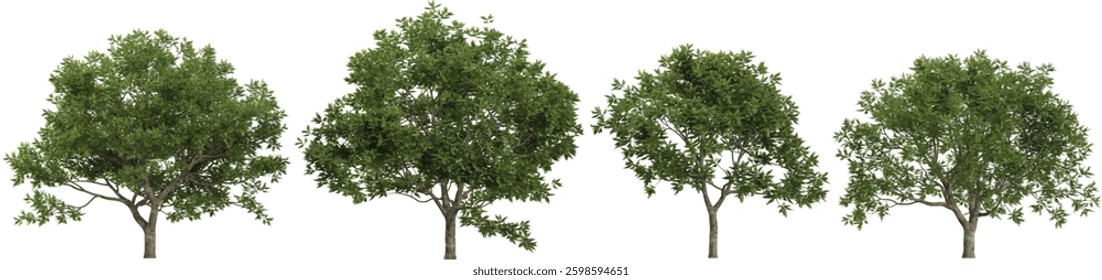 Collection of Quercus polymorpha trees on transparent background