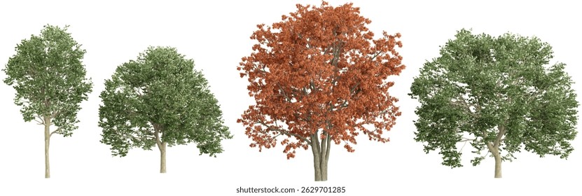 Collection of Quercus trees on transparent background