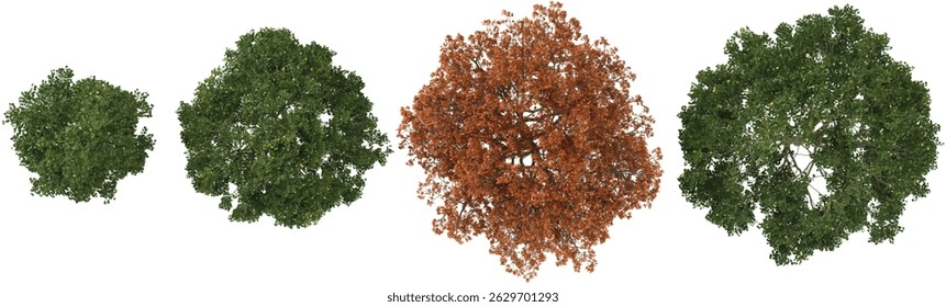 Collection of Quercus trees on transparent background from the top view