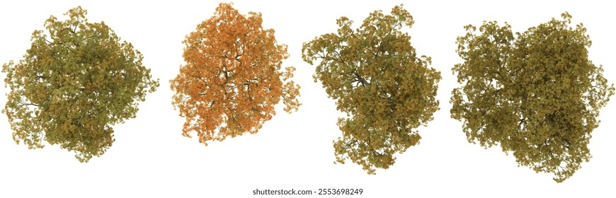 Collection of Quercus,Ulmus plants on transparent background from the top view