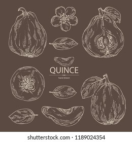 Collection of quince: fruit, flower, leaves and quince slice. Vector hand drawn illustration.