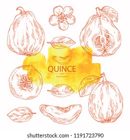 Collection of quince: fruit, flower, leaves and quince slice. Vector hand drawn illustration.