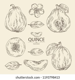 Collection of quince: fruit, flower, leaves and quince slice. Vector hand drawn illustration.