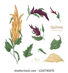 Collection of quinoa flowering plants or inflorescences, leaves and seeds hand drawn on white background. Collection of cultivated grain crops, wholesome food product. Realistic vector illustration.