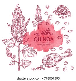Collection of quinoa: plant and quinoa seeds. Super food. Vector hand drawn illustration.