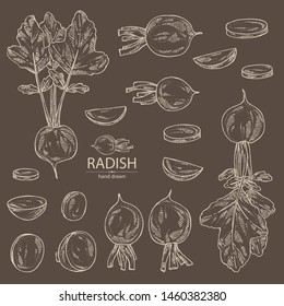Collection of radish: full radish and slices. Vector hand drawn illustration