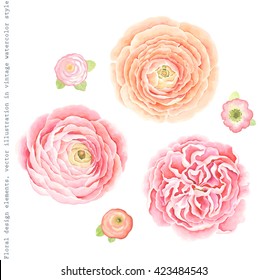 Collection Ranunculus and English roses for your design, vector illustration in vintage watercolor style.