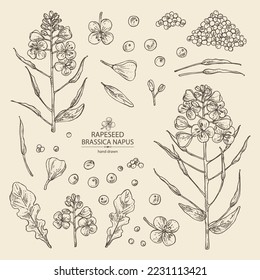 Sammlung von Raps: Brassica napus Pflanze, Samen und Rapsblumen. Brassica napus. Vektorgrafik, handgezeichnet. 