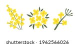 A collection of rapeseed flowers on a white isolated background. Yellow hand-drawn bright plants. Blooming design elements for postcards, banners. Vector illustration.