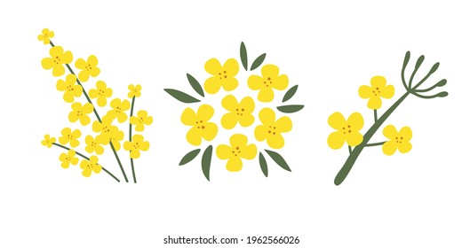 A collection of rapeseed flowers on a white isolated background. Yellow hand-drawn bright plants. Blooming design elements for postcards, banners. Vector illustration.