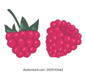 Colección de bayas de frambuesa. Juego de bayas comestibles de verano. Ilustración de botánica de vector de dibujos animados aislada sobre fondo blanco.