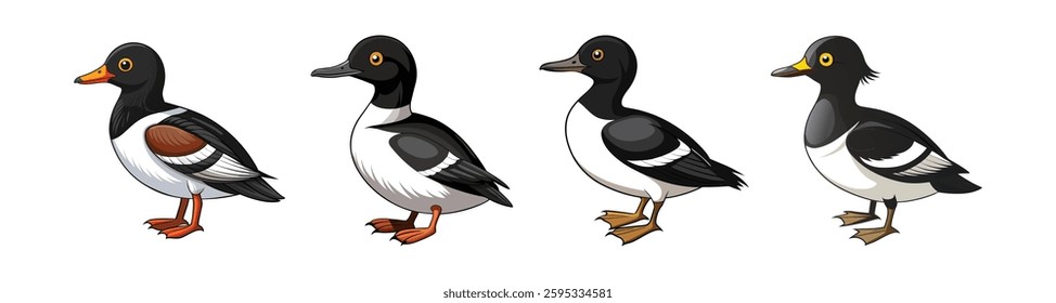 Collection of Realistic Barrows Goldeneye Illustration