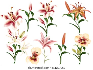 Collection of realistic and beautiful vector lily flowers in watercolor style