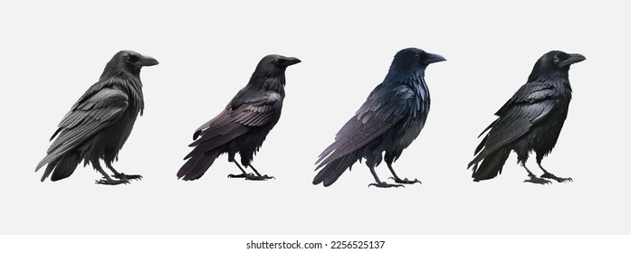 Collection of realistic birds isolated on white background. Four black crows isolated. Raven, crow, rook or jackdaw. Vector illustration.