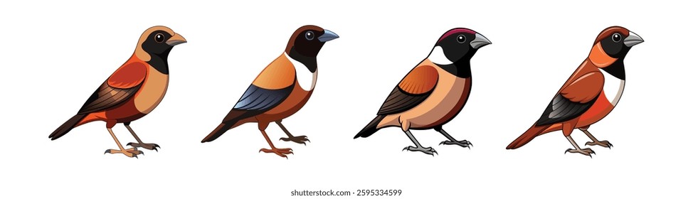 Collection of Realistic Black throated Munia Bird Illustration