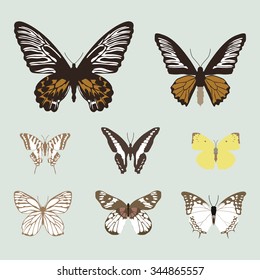 collection of realistic butterfies, animal vector illustration