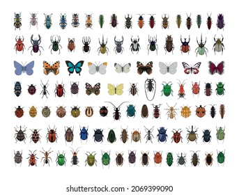 Collection Of Realistic Colorful Insects.