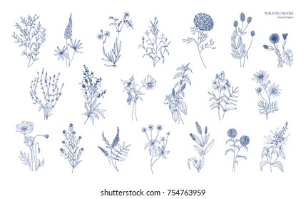 Collection of realistic detailed botanical drawings of wild meadow herbs, herbaceous flowering plants, gorgeous blooming flowers isolated on white background. Hand drawn vintage vector illustration.