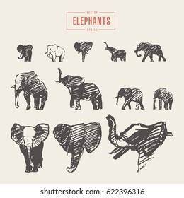 Collection of realistic elephants, hand drawn vector illustration, sketch
