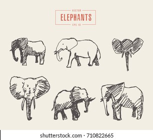 Collection of realistic elephants, hand drawn vector illustration, sketch