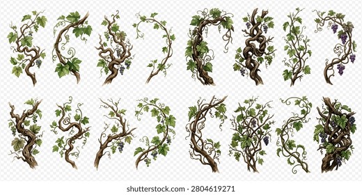 A collection of realistic grapevines with green leaves and purple grapes, perfect for design elements or borders.