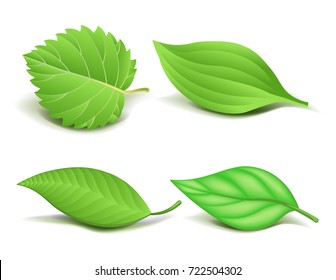 Collection of Realistic Green Leaves Set. Vector