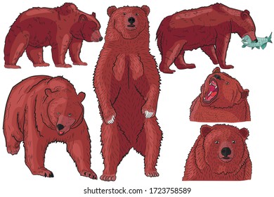 Collection of realistic grizzly bears in different poses in isolate on a white background .Vector illustration.