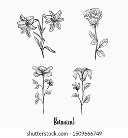 collection realistic hand drawn botanical flowers
