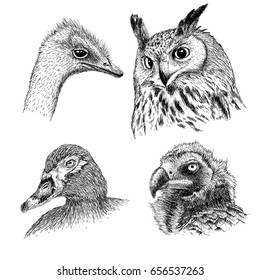 Collection of realistic heads of wild birds.Owl, ostrich, griffon and duck.Hand drawn vector illustration