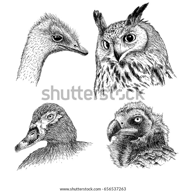 フクロウ ダチョウ グリフォン アヒルの写実的な鳥の頭のコレクション 手描きのベクトルイラスト のベクター画像素材 ロイヤリティフリー