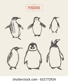 Collection of realistic penguins, hand drawn vector illustration, sketch