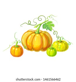 collection of realistic ripe pumpkins with stem, green leaves, curly tendrils and vine isolated on white. hand drawn autumn halloween or thanksgiving pumpkins set. detailed pumpkins in cartoon style