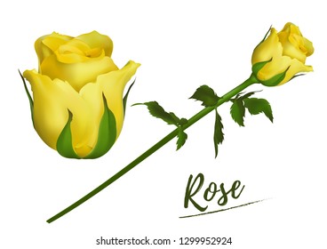 Collection  Realistic  Rose  Isolated on White Background