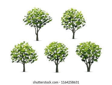 Collection of realistic tree isolated on white background. Natural object for landscape design, park and outdoor graphic. Vector illustration.