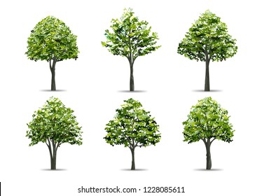 Collection of realistic tree isolated on white background. Natural object for landscape design, park and outdoor graphic. Vector illustration.