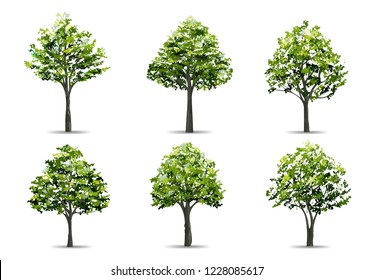 Collection of realistic tree isolated on white background. Natural object for landscape design, park and outdoor graphic. Vector illustration.