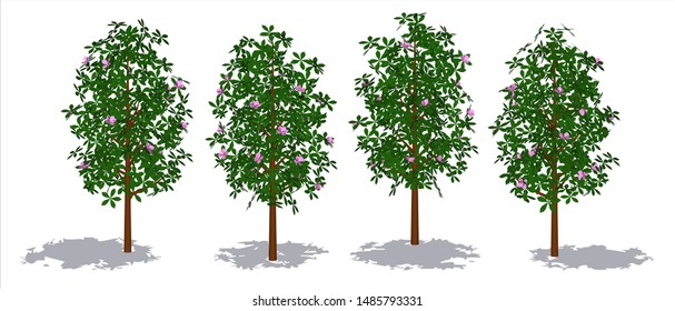 Collection of realistic trees, Bamboo, and flower. Perspective view and white background.- Vector