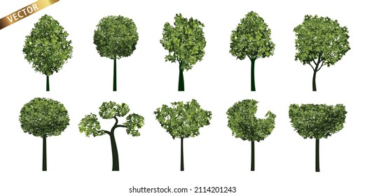 Collection of Realistic Trees with Green Leaves and Roots. Vector Illustration isolated on White Background.