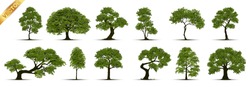 Collection  Realistic  Trees Isolated On White Background.
