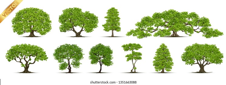 Collection  Realistic  Trees Isolated on White Background