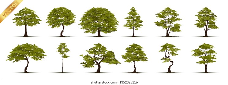 Collection  Realistic  Trees Isolated on White Background