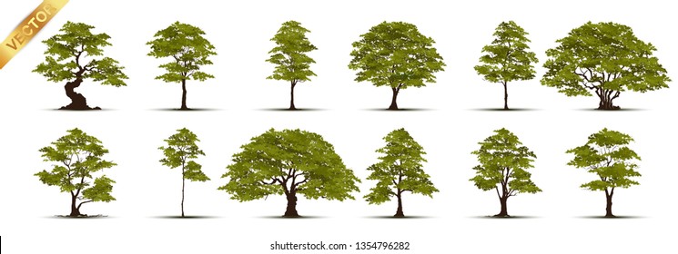 Collection  Realistic  Trees Isolated on White Background