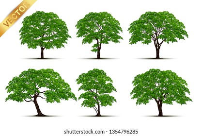 Collection  Realistic  Trees Isolated on White Background