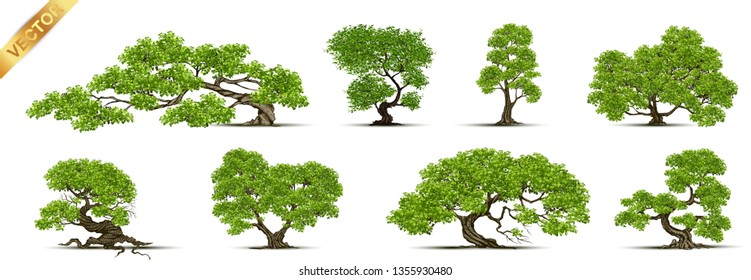 Collection  Realistic  Trees Isolated on White Background