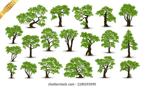 Collection  Realistic  Trees vector Isolated on White Background.Tree in bonsai style.