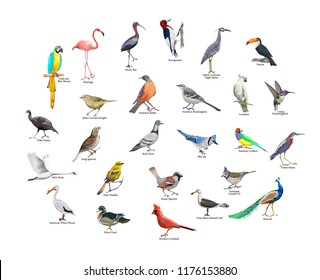 Realistic birds vector graphics