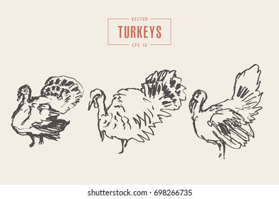 Collection of realistic turkeys, hand drawn vector illustration, sketch