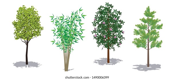 Collection of realistic vector trees. Perspective view and white background.- Vector